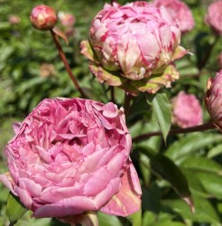 Rosa Knospe IMG_1565
